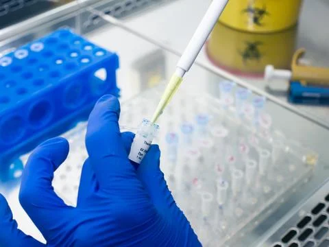 The scientist draws a blue liquid with an automatic pipette. Stock Photos