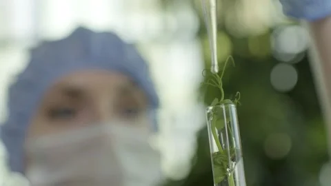 A scientist drips a nutrient solution onto a small plant sprout in a test tube. Stock Footage 303708644