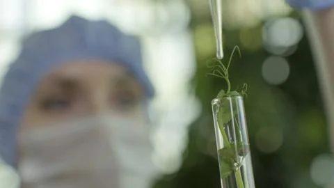 A scientist drips a nutrient solution onto a small plant sprout in a test tub Fotos Stock