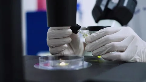 Scientist drop of yellow liquid on plate at microscope	 Stock Footage 131551028