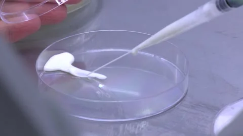 Scientist dropping liquid from pipette into petri dish, closeup Stock Footage 300761096