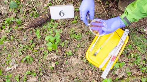 Scientist ecologist in the forest taking samples of plants Stock Footage 88791117
