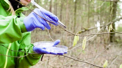 Scientist ecologist in the forest taking samples of plants Video stock 88791347