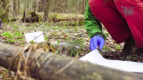 Scientist ecologist in the forest taking samples of plants 動画素材 88791475