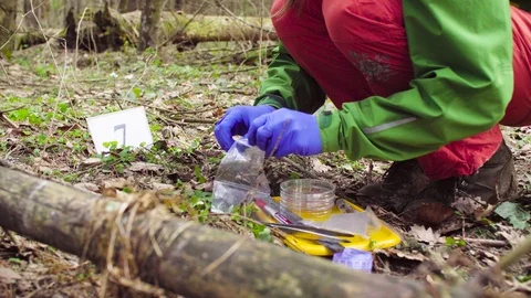 Scientist ecologist in the forest taking samples of plants Stock Footage 88791545