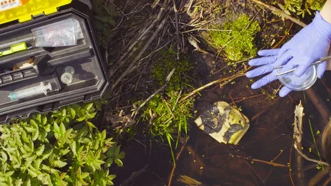 Scientist ecologist in the forest taking samples of plants Stockbeeldmateriaal 89404132