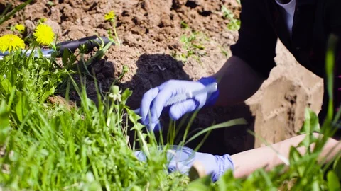 Scientist ecologist on the meadow taking samples of soil Stock Footage 90028079