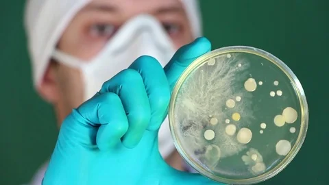 Scientist enumerates microbial colonies in laboratory close up Stock Footage 73552345
