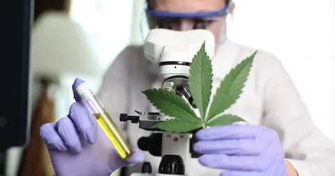 Scientist examines cannabis leaf and extract under microscope Stock Footage 308881255