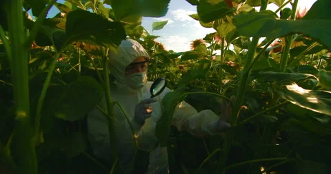 A scientist examines corn crops for the presence of a virus. Ecological Stock Footage 138182564