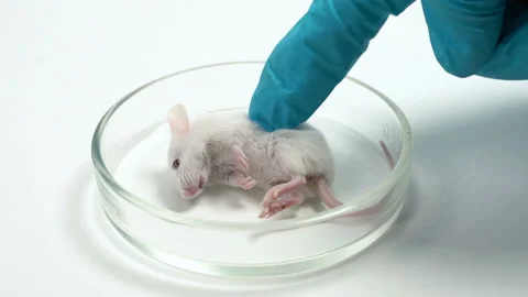 A scientist examines a dead mouse in a petri dish. The mouse died after the Stock Footage 98623203