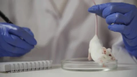 The scientist examines the experimental mouse and records the results in a Video stock 160658289