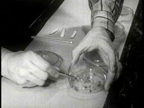 A scientist examines house fly activity in a lab in the 1950s. Stock Footage 75289788