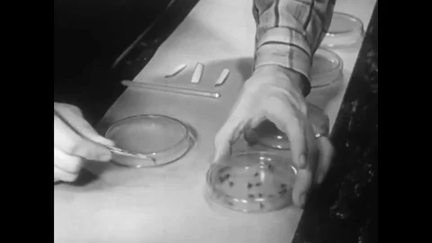 A scientist examines house fly activity in a lab in the 1950s. Stock Footage 83166550