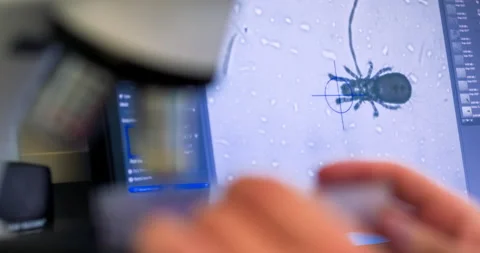 Scientist examines the insect under the magnification Stock Footage 201548153