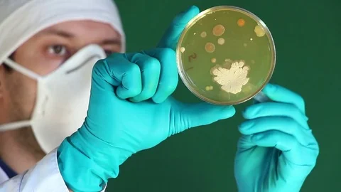 Scientist examines the microbial colonies in petri dish Stock Footage 73552382