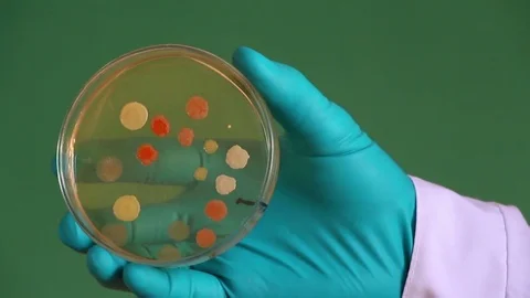 Scientist examines the petri dish Stock-Footage 73337699