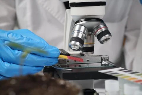 Scientist examines sample under microscope in laboratory 스톡 사진