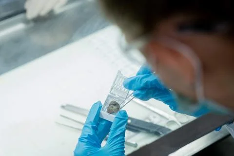 Scientist examines sample under sterile conditions in laboratory setting du.. Stock Photos