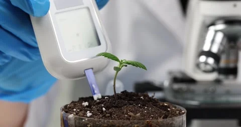 Scientist examines soil sample with tester for toxins and properties of cannabis Vidéo 262862598