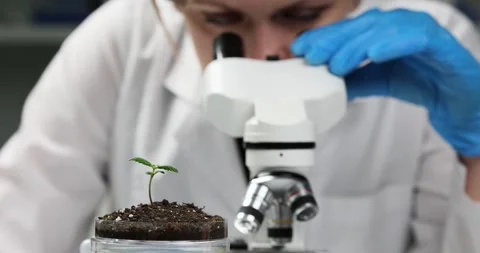 Scientist examines soil sample under microscope Stock Footage 240630355