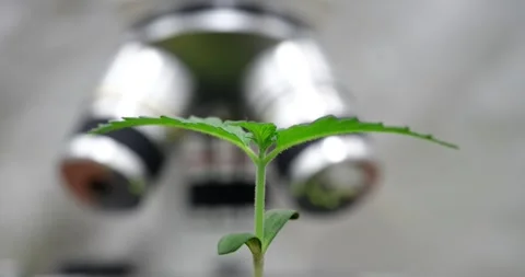 Scientist examines soil sample under electron microscope Stock Footage 288076380