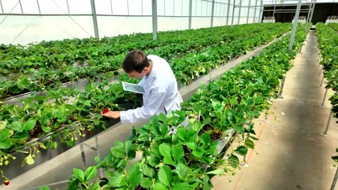 Scientist examines strawberries in a high-tech greenhouse, using digital tablet. Stock Footage 313877922