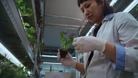 Scientist Examining Hydroponic Plants in Controlled Environment Stock Footage 331290299