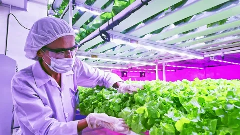 Scientist examining hydroponics lettuce under LED lighting in vertical farm. Stock Footage 304954922