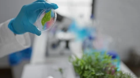 Scientist examining a leaf in petri dish inside a modern laboratory setting.. Stock Footage 267224808