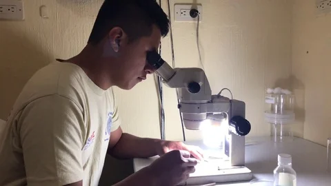 Scientist examining a mosquito under the microscope in a lab Stock Footage 84872348