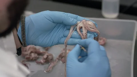 Scientist examining octopus in laboratory Stock-Footage 93518805