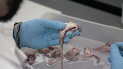 Scientist examining octopus in laboratory Stock Footage 93518837