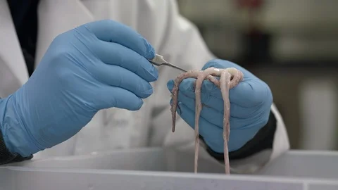 Scientist examining octopus in laboratory Stock-Footage 93518868