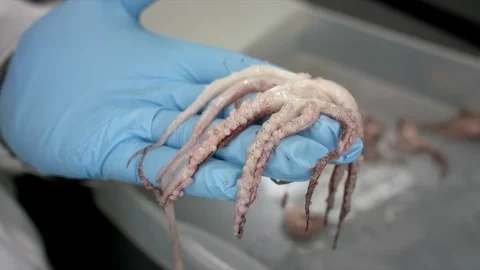 Scientist examining octopus in laboratory Stock Footage 93576997