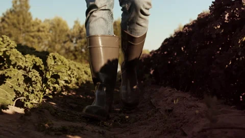 Scientist Examining Plants in Field Stock Footage 138370688