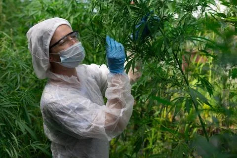 A scientist is examining plants in a lab to analyze their growth and health in Stock Photos
