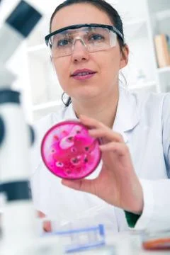 Scientist examining solution in petri dish at a laboratory Stock Photos