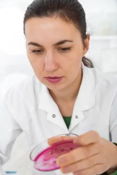 Scientist examining solution in petri dish at a laboratory Stock Photos