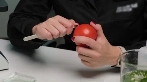 Scientist Examining Tomato Sample in Laboratory Stock Footage 303369538