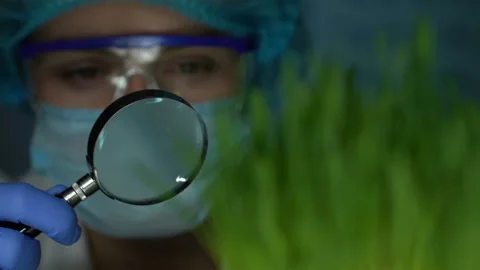 Scientist examining wheatgrass sample with magnifying glass in lab, quality test Stock Footage 104944303