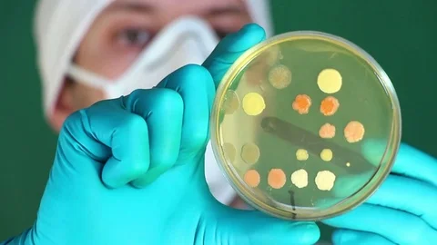 Scientist explores the living bacterial samples in laboratory close up Stock Footage 73554710