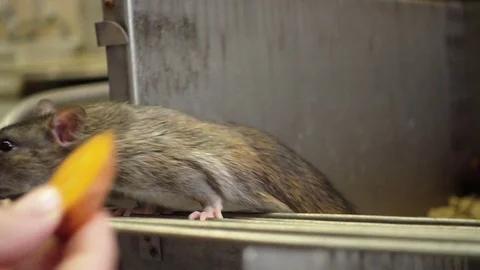 Scientist Feeding Rats Видео 73282964