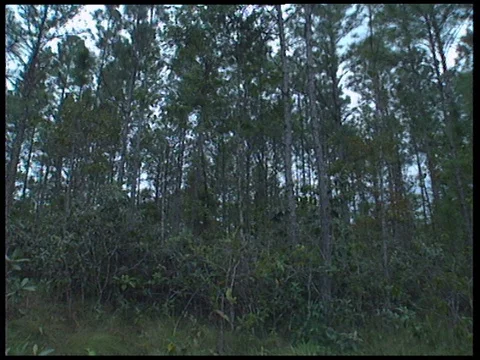 Scientist forestation project, UK 1994 Stock Footage 136689746