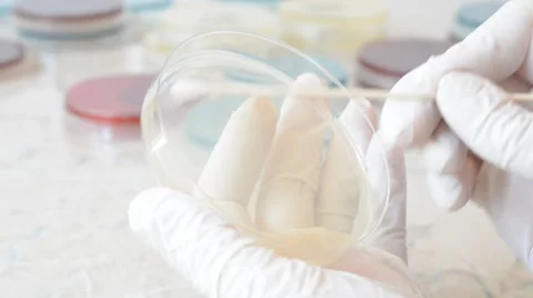 Scientist with gloves doing an antibiogram on agar petri dish Stock Footage 59736948