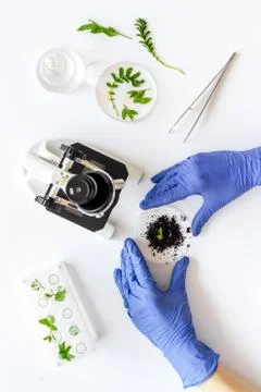 Scientist in gloves doing test with plants and microscope in biological lab Stock Photos
