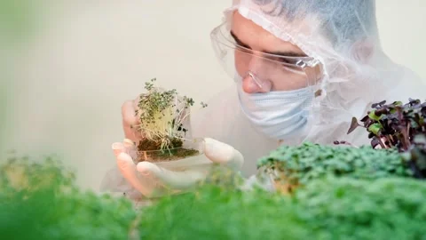 A scientist in gloves examines fresh microgreens on a farm. Healthy food concept Stock Footage 169171500