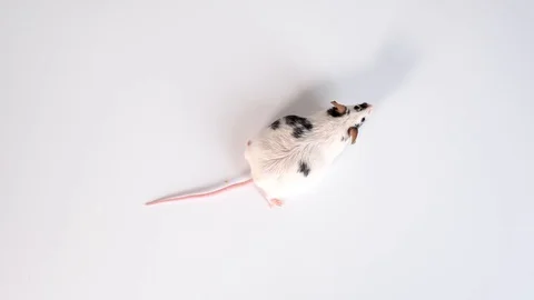 A scientist going to make the injection of vaccine to a lab laboratory mouse Stock Footage