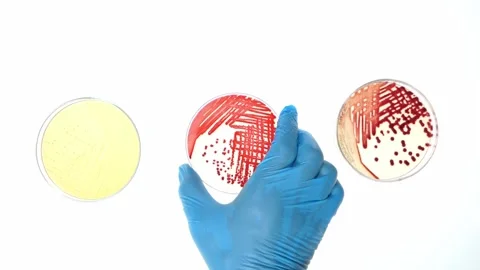 Scientist hand with glove move bacteria in petri dish on white floor Stock Footage 243171827