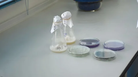 Scientist hand putting microbial flask  bottle and glass sample plate in lab Stock Footage 87367728